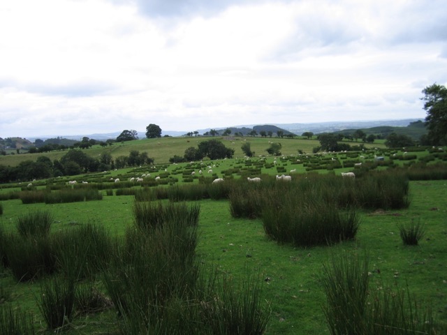 Allt Dolanog