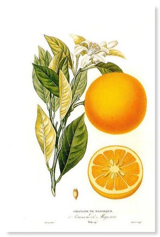 Planche botanique oranger