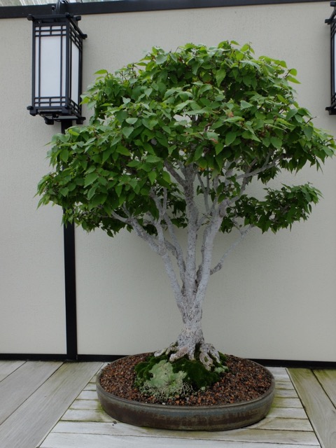 Longwood Gardens &ndash; bonsa&iuml; zelkova 1909