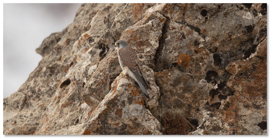 panthere munier tesson